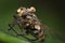 Flesh fly (Sarcophaga carnaria) and deadly fungus