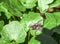 Flesh fly sarcophaga pest insect sitting on green leaf