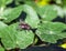 Flesh fly sarcophaga pest insect sitting on green leaf