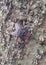 Flesh Fly Sarcophagidae Camouflaged on Bark Background