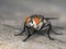 Flesh fly, Sarcophagidae, cleaning its front legs cECP 2014