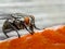 Flesh fly, Sarcophagidae, feeding on salmon carcass v2, cECP 2014