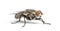 Flesh fly, Sarcophagidae, isolated