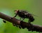 Flesh fly, Sarcophagidae on a straw with aphids