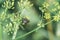 Flesh fly sits on flowers of wild parsnip