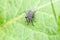Flesh fly sitting on leaf in field