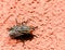 Flesh Fly On The Wall