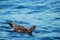 Flesh Footed Shearwater in Australasia