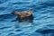 Flesh Footed Shearwater in Australasia
