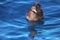 Flesh Footed Shearwater in Australasia