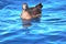 Flesh Footed Shearwater in Australasia