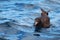 Flesh Footed Shearwater in Australasia