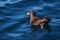 Flesh-footed shearwater swimming in New Zealand waters