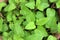 Flesh lemon balm in a flower pot at herb garden