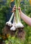 Fleshly harvested organic Elephant Garlic Allium ampeloprasum at summer kitchen garden allotment