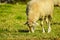 A fleshy meat Merino cattle sheep grazing in green pastures in Africa