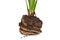 Fleshy white roots of a `Strelitzia` plant with soil on white background