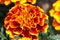 Fleurige Tagetes flower, are edible