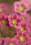Fleurs de Saxifrage (Saxifraga arendsii )