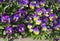 Fleurs de Viola cornuta aux coloris Ã©clatants