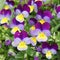 Fleurs de Viola cornuta aux coloris Ã©clatants