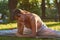 flexible young latina woman practicing yoga in the park