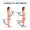 Flexion and extension vector illustration. Anatomical movement description.