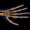 Flexor Digiti Quinti Brevis Muscle Anatomy For Medical Concept 3D Illustration