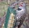 Flicker feeding