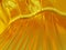 Flickering bright gold background. Bright fortuna gold or yellow texture.3d render