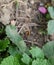 He flies bombyliidae the ground in the grass