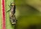 Flies in copulation extreme close up photo