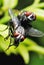 Flies Mating