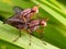 Flies mating