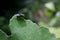 Flies perching on green leaves