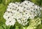 Flies on pushki flower head