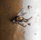 Flies stuck to sticky tape. Macro