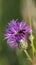 Flies on a wild flower