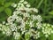 Flies on wild flower