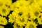 Flies on the yellow daisy field