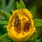 Flies on Yellow Flower