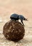 Flighless Dung Beetle Rolling Dung Ball