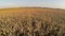 Flight above crop field at sunset colors, aerial panoramic view.