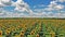 Flight above field of blooming sunflowers