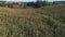 Flight above ripe corn field at sunny day, aerial panoramic view