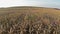 Flight above wheat field, aerial panoramic view.