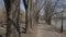 Flight along the alley of the spring park. Along the age-old trees growing by its side.