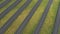 Flight along rows of solar panels on green field. Solar power station produce electricity. Aerial shot of solar farm