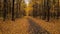 Flight back along a path in a scenic autumn forest