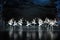 Flight Brigade-The Swan Lakeside-ballet Swan Lake